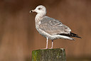 BUITEN BEELD Foto: 287751