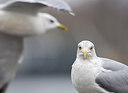 BUITEN BEELD Foto: 287754