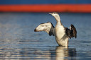 BUITEN BEELD Foto: 287776