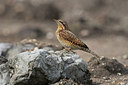 BUITEN BEELD Foto: 287792