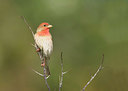 BUITEN BEELD Foto: 287802
