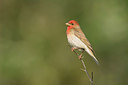 BUITEN BEELD Foto: 287803