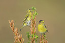 BUITEN BEELD Foto: 287806