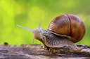 BUITEN BEELD Foto: 287813