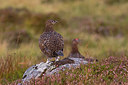 BUITEN BEELD Foto: 287824
