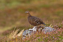 BUITEN BEELD Foto: 287825