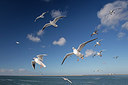 BUITEN BEELD Foto: 287858