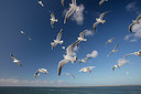BUITEN BEELD Foto: 287863