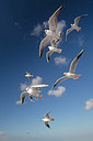 BUITEN BEELD Foto: 287864
