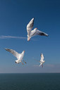 BUITEN BEELD Foto: 287868