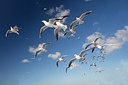BUITEN BEELD Foto: 287882