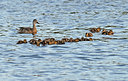 BUITEN BEELD Foto: 287976
