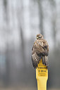 BUITEN BEELD Foto: 288049