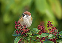 BUITEN BEELD Foto: 288098