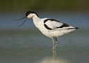 BUITEN BEELD Foto: 288218