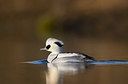 BUITEN BEELD Foto: 288227