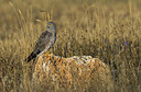 BUITEN BEELD Foto: 288230