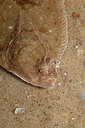 BUITEN BEELD Foto: 288238