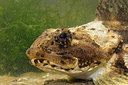 BUITEN BEELD Foto: 288243