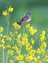 BUITEN BEELD Foto: 288314