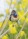 BUITEN BEELD Foto: 288316