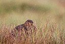 BUITEN BEELD Foto: 288335