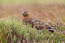 BUITEN BEELD Foto: 288337