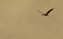BUITEN BEELD Foto: 288354