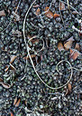 BUITEN BEELD Foto: 288379