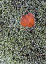 BUITEN BEELD Foto: 288381