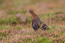 BUITEN BEELD Foto: 288419