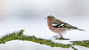 BUITEN BEELD Foto: 288428