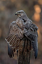 BUITEN BEELD Foto: 288526