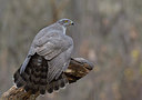 BUITEN BEELD Foto: 288527
