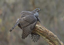 BUITEN BEELD Foto: 288528