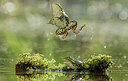 BUITEN BEELD Foto: 288583