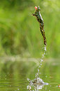 BUITEN BEELD Foto: 288584