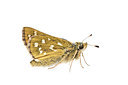 BUITEN BEELD Foto: 288672