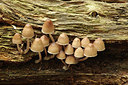 BUITEN BEELD Foto: 288688