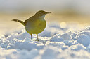 BUITEN BEELD Foto: 288738
