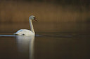 BUITEN BEELD Foto: 288794