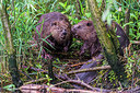 BUITEN BEELD Foto: 288833