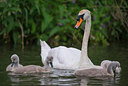 BUITEN BEELD Foto: 288843