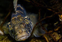 BUITEN BEELD Foto: 288850