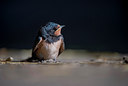 BUITEN BEELD Foto: 288918