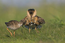 BUITEN BEELD Foto: 28168