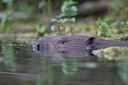 BUITEN BEELD Foto: 28178