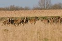BUITEN BEELD Foto: 28179