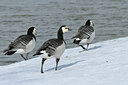 BUITEN BEELD Foto: 28219