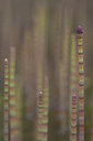 BUITEN BEELD Foto: 28254